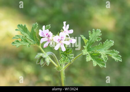 Pelargonium crispum die Zitrone duftenden Geranien in einem Garten Stockfoto