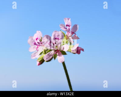 Pelargonium crispum die Zitrone duftenden Geranien auf blauen Himmel Hintergrund Stockfoto