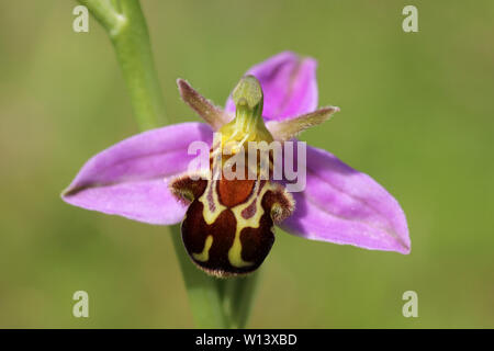 Biene Orchidee Ophrys apifera Stockfoto