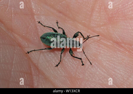 Brennnessel Rüsselkäfer an Hand Stockfoto