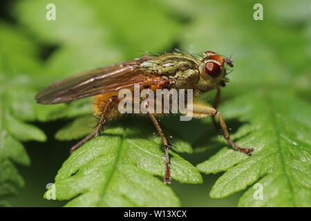 Gelber Kot fliegen Scathophaga stercoraria Stockfoto