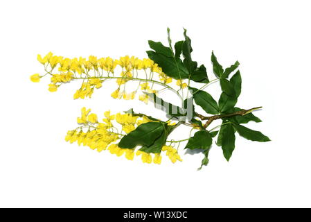 Filiale der Blütezeit giftige Pflanze Golden Chain tree Laburnum anagyroides auf weißem Hintergrund Stockfoto
