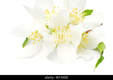 Filiale einer mock orange Cornus alba 'Sibirica coronarius Bush auf weißem Hintergrund Stockfoto