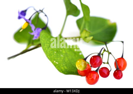 Giftige Beeren und lila Blüten aus Bittersüßer Nachtschatten Solanum dulcamara auf weißem Hintergrund Stockfoto