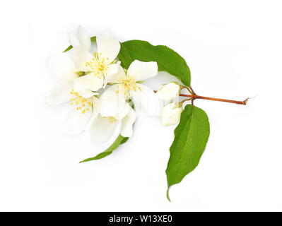 Filiale einer mock orange Cornus alba 'Sibirica coronarius Bush auf weißem Hintergrund Stockfoto