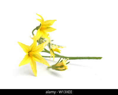 Gelbe Blume eines Tomatenpflanze auf weißem Hintergrund Stockfoto