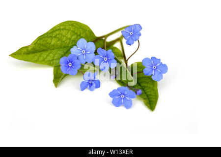 Blue-eyed Mary Omphalodes verna Blüte auf weißem Hintergrund Stockfoto