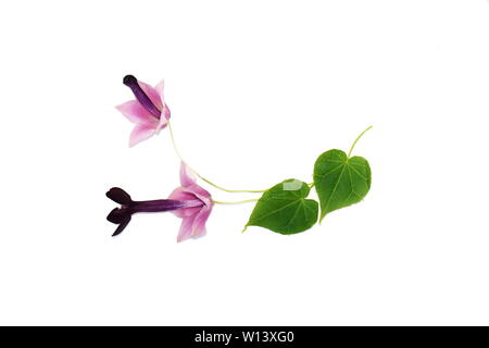 Blatt und Blüte Knospe von Lila bell Weinstock Rhodochiton atrosanguineum auf weißem Hintergrund Stockfoto