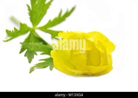 Gelbe globeflower Trollius europaeus auf weißem Hintergrund Stockfoto