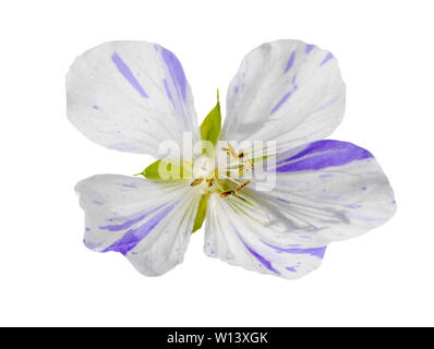 Lila und Weiß cranesbill Blume auf weißem Hintergrund Stockfoto