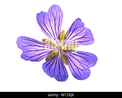 Lila cranesbill Blume auf weißem Hintergrund Stockfoto