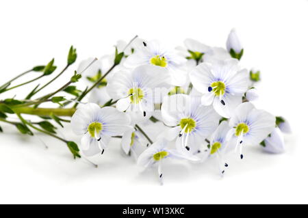 Veronica austriaca Enzian speedwell auf weißem Hintergrund Stockfoto