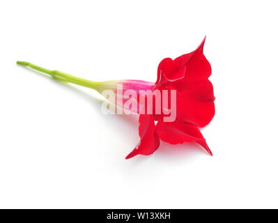 Red mandevilla Blume auf weißem Hintergrund Stockfoto