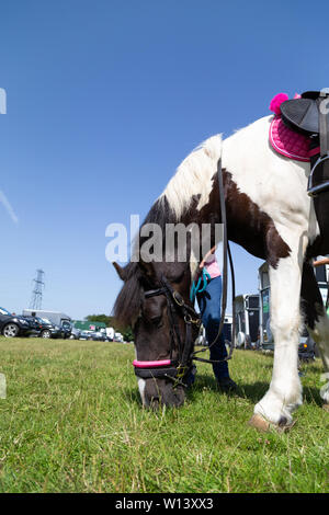 Seeburg, Kent. Samstag 29 Juni 2019, Fahrt für das Leben am Tor livery. Konkurrierende Pferde Essen etwas Gras vor dem Start. Stockfoto