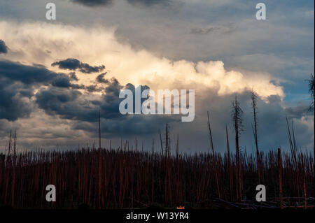 Stormclouds Aufbau über Lake Yellowstone, kurz nach Sonnenuntergang. Stockfoto