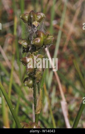 Frühe Fruchtkörper Rannoch - Rush (Scheuchzeria palustris) an einen Wasserkocher-Loch in der Nähe von Klein Berssen, Deutschland Stockfoto