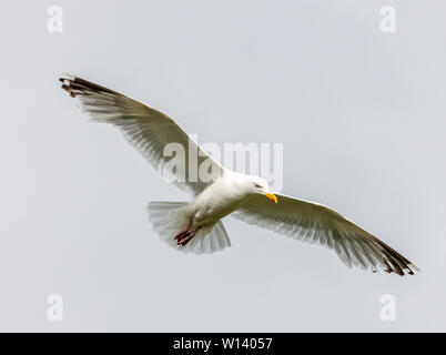 Kinsale, Cork, Irland. 29 Juni, 2019. Möwen fliegen über einen Picknickplatz Spülsystem für Lebensmittel hinter von Besuchern in Kinsale, Co Cork nach links. Stockfoto