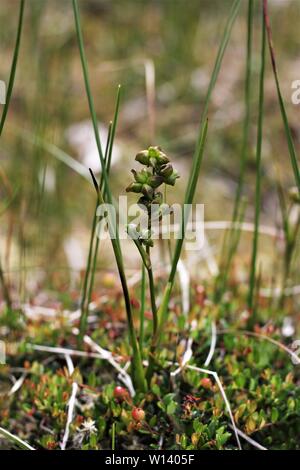 Frühe Fruchtkörper Rannoch - Rush (Scheuchzeria palustris) an einen Wasserkocher-Loch in der Nähe von Klein Berssen, Deutschland Stockfoto