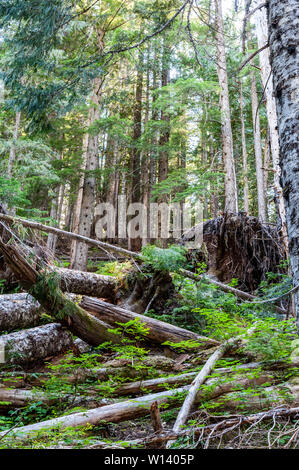 Eindruck von der dichten Wald an den Hängen des Mount Rainier, in der Nähe der Box Canyon. Stockfoto