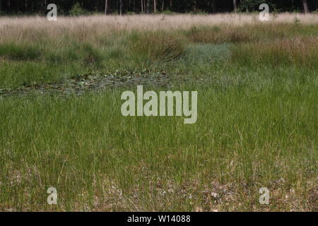 Dichten Rasen von Rannoch - Rush (Scheuchzeria palustris) an einen Wasserkocher-Loch in der Nähe von Klein Berssen, Deutschland Stockfoto