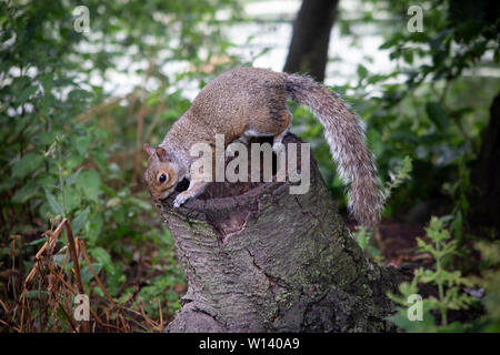 Ein graues Eichhörnchen im St James Park, London Stockfoto