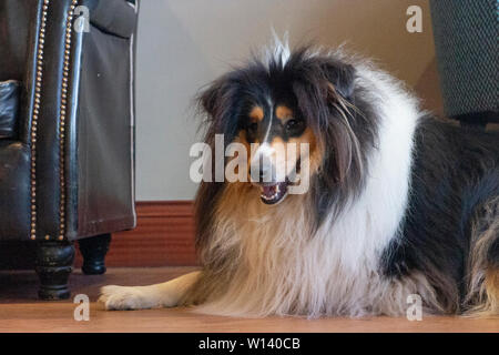 Eine grobe Collie in einem Café liegen Stockfoto