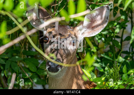 Detailansicht der Kopf einer Whitetail doe Peering in das üppige Grün an Yates Mühle County Park in Raleigh, North Carolina. Stockfoto