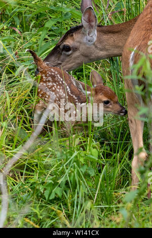 Ein whitetail doe pflegt ihr Fawn an Yates Mühle County Park in Raleigh, North Carolina. Stockfoto