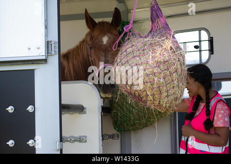 Seeburg, Kent. Samstag 29 Juni 2019, Pferd Heu nach auf die Box geladen wird. Stockfoto