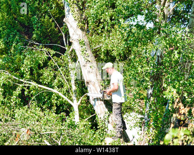 Woodcutter mann Arbeiter mit Hilfe einer Kettensäge die Birke Baumstamm in Logs zu schneiden Stockfoto