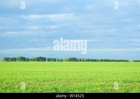 Abends bewölkter Tag Landschaft des geräumigen schönen Feld. Sonnenuntergang am goldenen Feld auf orange und grüne Farben Stockfoto