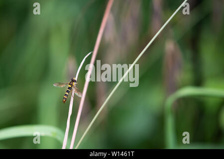 Nahaufnahme Foto eines hoverfly ruht auf einem Schaft von Gras. Stockfoto