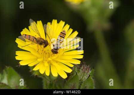 Nahaufnahme von zwei Schwebfliegen, die sich vom Löwenzahn ernähren. Stockfoto