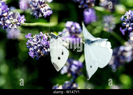 30. Juni 2019, Nordrhein-Westfalen, Köln: Weiße Kopfkohl fliegen über Lavendel Blüten Nektar zu sammeln. Foto: Federico Gambarini/dpa Stockfoto