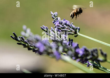 30. Juni 2019, Nordrhein-Westfalen, Köln: eine Biene fliegt über Lavendel Blüten Nektar zu sammeln. Foto: Federico Gambarini/dpa Stockfoto