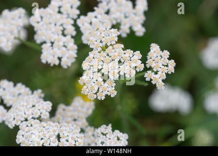 Achillea millefolium, Schafgarbe weiße Blumen Makro Stockfoto