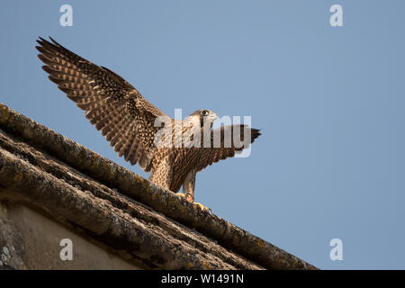 Juvenile WANDERFALKE (FALCO PEREGRINUS) stretching Flügeln thront auf einer Kirche Stockfoto