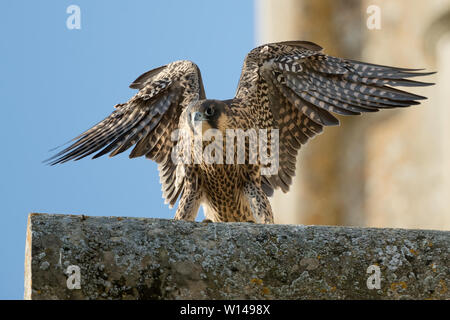 Juvenile WANDERFALKE (FALCO PEREGRINUS) stretching Flügeln thront auf einer Kirche Stockfoto