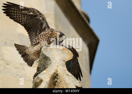 Juvenile WANDERFALKE (FALCO PEREGRINUS) stretching Flügeln thront auf einer Kirche Stockfoto