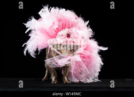 Zeigen Maskottchen Genevieve Das lange Fell Chihuahua tragen eines Fairy Dress während des Furbabies Dog Show in Wetherby, Yorkshire. Stockfoto