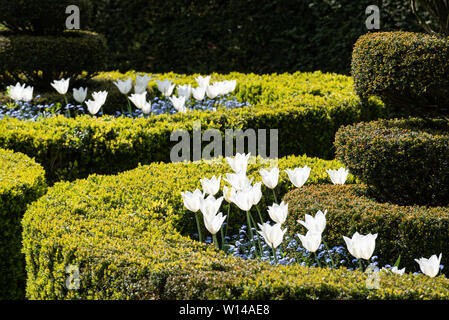 Tulpen im Karton, Wyken Hall Gardens, Suffolk Stockfoto