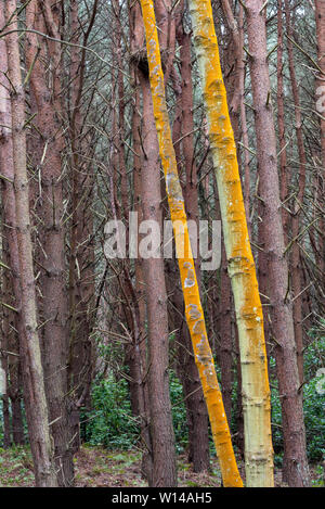 Auf einem Buche Amtsleitung in einem Pinienwald Flechten, John Muir Country Park, Tyninghame, Schottland Stockfoto