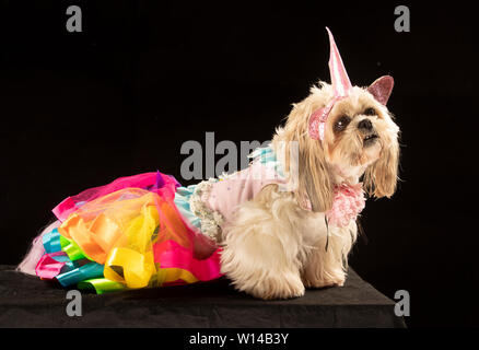 Gizmo die Shih Tzu Hund kleiden, wie ein Einhorn in der Furbabies Dog Show in Wetherby, Yorkshire. Stockfoto