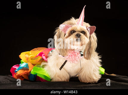 Gizmo die Shih Tzu Hund kleiden, wie ein Einhorn in der Furbabies Dog Show in Wetherby, Yorkshire. Stockfoto