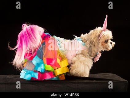 Gizmo die Shih Tzu Hund kleiden, wie ein Einhorn in der Furbabies Dog Show in Wetherby, Yorkshire. Stockfoto