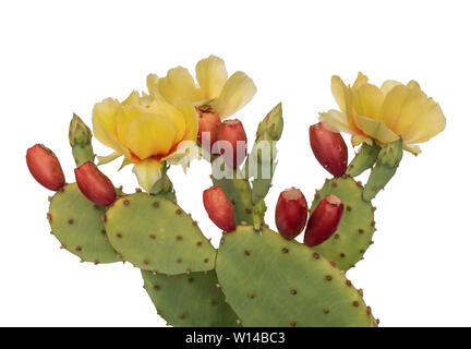 Kaktus Blumen und junge Frucht, indische Abb. Auf weiß isoliert. Opuntia ficus Indica. Stockfoto