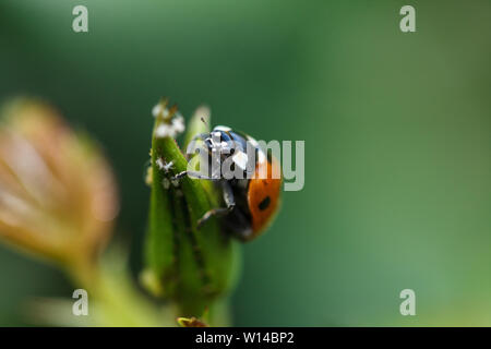 Marienkäfer klettern auf einer Anlage Stockfoto