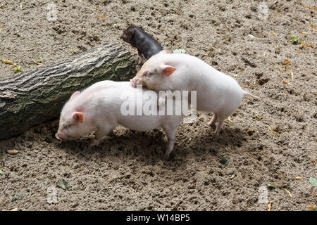 Drei Schweine Spaß Stockfoto