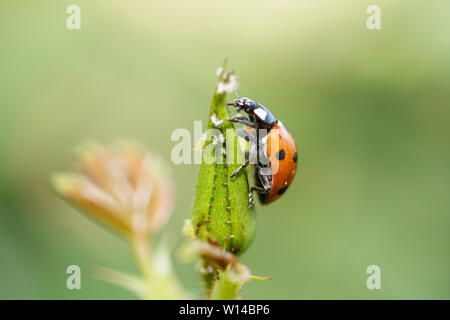 Marienkäfer klettern auf einer Anlage Stockfoto