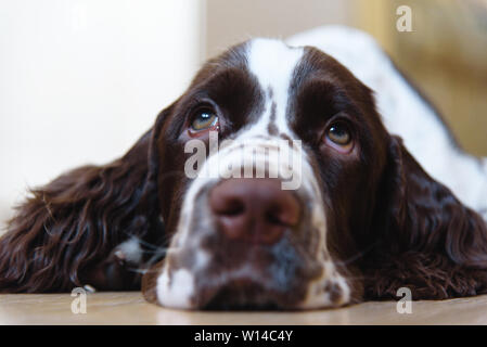 English Springer Spaniel Welpen Hund liegend auf dem Boden Stockfoto